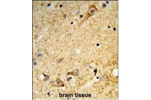Forlin-fixed and paraffin-embedded hun brain tissue reacted with LD2 Antibody (C-term), which was peroxidase-conjugated to the secondary antibody, followed by DAB staining. (Tricellulin 抗体  (C-Term))