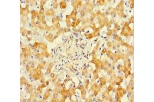 Immunohistochemistry of paraffin-embedded human liver tissue using ABIN7170944 at dilution of 1:100 (SUOX 抗体  (AA 80-545))