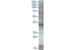 GNPTG transfected lysate. (GNPTG 293T Cell Transient Overexpression Lysate(Denatured))