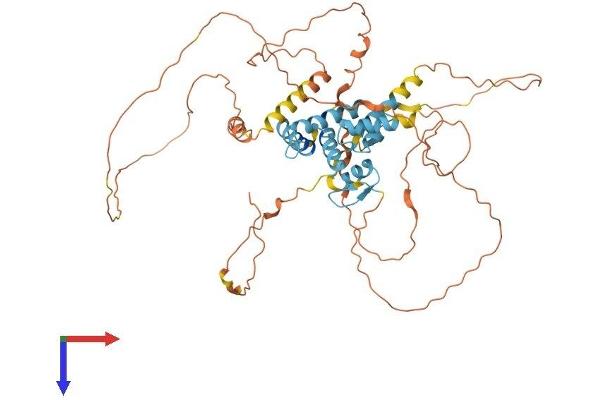 ZSCAN18 Protein (AA 1-510) (His tag)