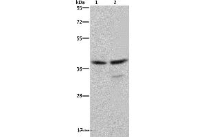 Western blot analysis of Jurkat and Hela cell, using BUB3 Polyclonal Antibody at dilution of 1:300 (BUB3 抗体)