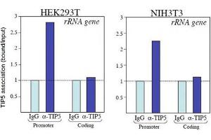 ChIP of Anti-TIP5 Antibody Chromatin Immunoprecipitation results of Rabbit Anti-TIP5 Antibody. (BAZ2A 抗体)
