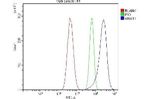 Flow Cytometry analysis of U87 cells using anti-GNG11 antibody (ABIN7599533).