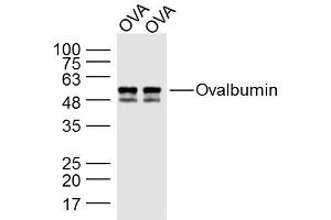 Ovalbumin protein lysates probed with Ovalbumin Polyclonal Antibody, Unconjugated  at 1:300 dilution and 4˚C overnight incubation. (Ovalbumin 抗体)
