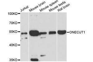 Western blot analysis of extracts of various cell lines, using ONECUT1 antibody (ABIN6293691) at 1:3000 dilution. (ONECUT1 抗体)