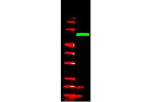 Image no. 1 for anti-V5 Epitope Tag (AA 95-108) antibody (ABIN1104955) (V5 Epitope Tag 抗体  (AA 95-108))