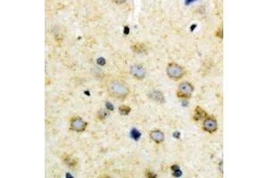 Immunohistochemical analysis of NODAL staining in human brain formalin fixed paraffin embedded tissue section. (Nodal 抗体  (C-Term))
