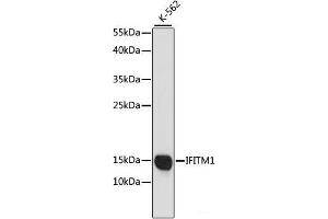Western blot analysis of extracts of K-562 cells using IFITM1 Polyclonal Antibody at dilution of 1:1000. (IFITM1 抗体)