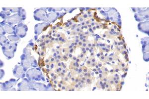 Detection of UCHL1 in Rat Pancreas Tissue using Polyclonal Antibody to Ubiquitin Carboxyl Terminal Hydrolase L1 (UCHL1) (UCHL1 抗体  (AA 2-223))