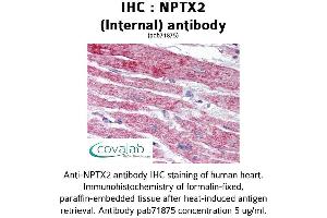 Image no. 1 for anti-Neuronal Pentraxin II (NPTX2) (Internal Region) antibody (ABIN1737482) (NPTX2 抗体  (Internal Region))