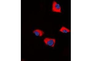 Immunofluorescent analysis of FUK staining in NIH3T3 cells. (FUK 抗体  (N-Term))