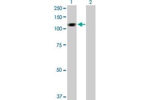 Western Blot analysis of HERC3 expression in transfected 293T cell line by HERC3 MaxPab polyclonal antibody. (HERC3 抗体  (AA 1-1050))