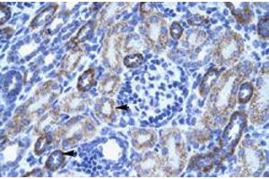 Immunohistochemical staining (Formalin-fixed paraffin-embedded sections) of human kidney with ACCN3 polyclonal antibody  at 4-8 ug/mL working concentration. (ASIC3 抗体  (N-Term))