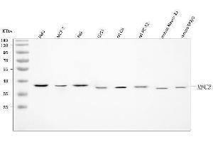 Western blot analysis of RFC2 using anti-RFC2 antibody (ABIN7601644).