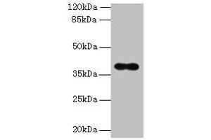 Western blot All lanes: OGG1 antibody at 6 μg/mL + Hela whole cell lysate Secondary Goat polyclonal to rabbit IgG at 1/10000 dilution Predicted band size: 39, 37, 46, 48, 40, 23, 41 kDa Observed band size: 39 kDa (OGG1 抗体  (AA 1-345))