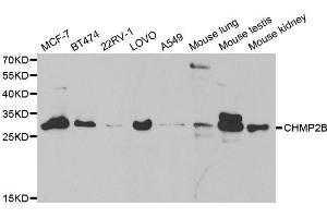 Western blot analysis of extracts of various cell lines, using CHMP2B antibody. (CHMP2B 抗体  (AA 1-213))