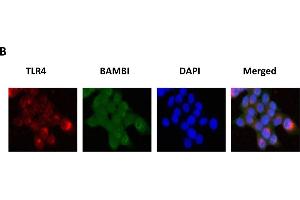 Immunofluorescence (Cultured Cells) (IF (cc)) image for anti-BMP and Activin Membrane-Bound Inhibitor Homolog (BAMBI) (AA 101-200) antibody (ABIN1714490)