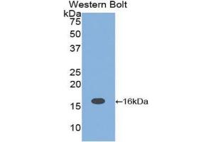 Detection of Recombinant IL16, Rat using Polyclonal Antibody to Interleukin 16 (IL16) (IL16 抗体  (AA 1204-1323))