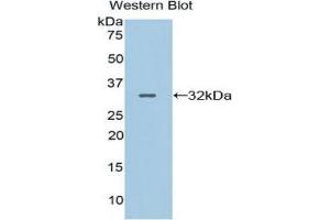 Western Blotting (WB) image for anti-Contactin 4 (CNTN4) (AA 731-980) antibody (ABIN1858440) (Contactin 4 抗体  (AA 731-980))
