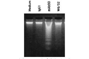 Image no. 2 for anti-HLA-A1 antibody (ABIN786685) (HLA-A1 抗体)