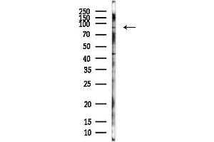 anti-rho GTPase Activating Protein 44 (ARHGAP44) antibody