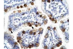 YWHAH antibody was used for immunohistochemistry at a concentration of 4-8 ug/ml to stain Epithelial cells of intestinal villus (arrows) in Human Intestine. (14-3-3 eta 抗体  (N-Term))