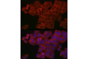 Immunofluorescence (IF) image for anti-Platelet Derived Growth Factor Subunit B (PDGFB) (AA 20-241) antibody (ABIN3021689)