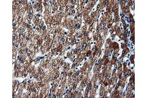 Immunohistochemistry (IHC) image for anti-Fumarylacetoacetate Hydrolase Domain Containing 2A (FAHD2A) antibody (ABIN1498184) (FAHD2A 抗体)