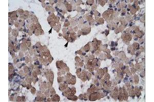 Image no. 1 for anti-LIM Homeobox 9 (LHX9) (AA 324-373) antibody (ABIN203104) (LHX9 抗体  (AA 324-373))