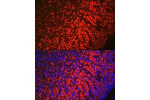 Immunofluorescence analysis of mouse adrenal gland using HSD3B1 Rabbit pAb (ABIN6131041, ABIN6142016, ABIN6142017 and ABIN6224059) at dilution of 1:100 (40x lens). (HSD3B1 抗体  (AA 1-290))