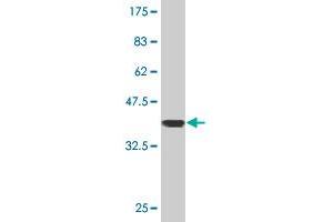 Western Blotting (WB) image for anti-Mitogen-Activated Protein Kinase 6 (MAPK6) (AA 612-721) antibody (ABIN519220)