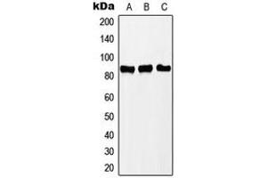 Western blot analysis of PNPT1 expression in Jurkat (A), MCF7 (B), HeLa (C) whole cell lysates. (PNPT1 抗体  (C-Term))