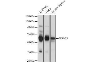 Western blot analysis of extracts of various cell lines, using NDRG3 antibody (ABIN7268836) at 1:1000 dilution. (NDRG3 抗体  (AA 184-363))