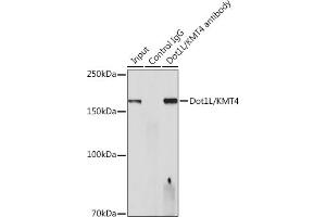 Immunoprecipitation analysis of 300 μg extracts of HeLa cells using 3 μg Dot1L/KMT4 antibody (ABIN7266837). (DOT1L 抗体)