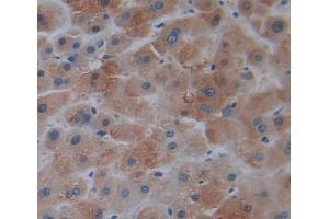 IHC-P analysis of liver tissue, with DAB staining. (TRO 抗体  (AA 444-642))