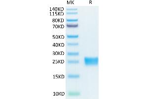 Biotinylated Mouse IL-17A on Tris-Bis PAGE under reduced condition.