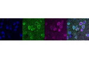 Immunohistochemistry (IHC) image for anti-Purkinje Cell Protein 4 (PCP4) antibody (ABIN7456266) (PCP4 抗体)