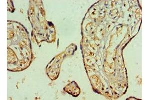 Immunohistochemistry of paraffin-embedded human placenta tissue using ABIN7161554 at dilution of 1:100 (NAB2 抗体  (AA 1-200))