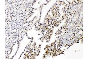 Immunohistochemistry (IHC) image for anti-Aquaporin 3 (Gill Blood Group) (AQP3) (AA 278-292), (C-Term) antibody (ABIN3044413)