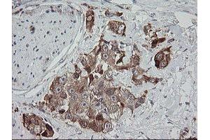 Image no. 2 for anti-Mitochondrial Ribosomal Protein S34 (MRPS34) antibody (ABIN1499564) (MRPS34 抗体)