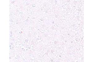Immunohistochemical staining of rat liver cells with MEOX1 polyclonal antibody  at 10 ug/mL. (MEOX1 抗体  (Internal Region))