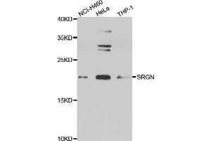 Western blot analysis of extracts of various cell lines, using SRGN antibody. (SRGN 抗体)