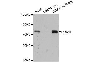 Immunoprecipitation analysis of 200 μg extracts of 293T cells using 1 μg DDX41 antibody (ABIN5973951). (DDX41 抗体)