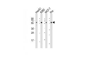 Lane 1: HepG2 Cell lysates, Lane 2: K562 Cell lysates, Lane 3: MCF-7 Cell lysates, Lane 4: Raji Cell lysates, probed with MPIP3 (1535CT627. (CDC25C 抗体)