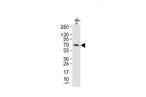 Western blot analysis of extracts from JK cells (Lane 2), using SH-PTP2 Antibody.