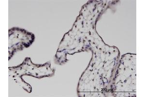 Immunoperoxidase of monoclonal antibody to PTMS on formalin-fixed paraffin-embedded human placenta. (Parathymosin 抗体  (AA 1-102))