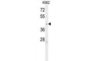 C6orf58 Antibody (Center) western blot analysis in K562 cell line lysates (35µg/lane). (C6ORF58 抗体  (Middle Region))
