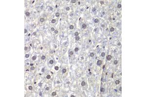 Immunohistochemistry of paraffin-embedded mouse liver using U2AF1 antibody at dilution of 1:200 (400x lens). (U2AF1 抗体)