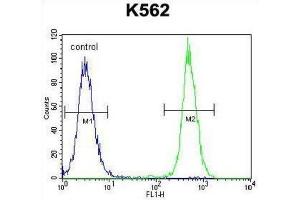 Flow Cytometry (FACS) image for anti-Keratin 25 (KRT25) antibody (ABIN2996108)