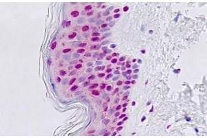 Immunohistochemistry (IHC) image for anti-General Transcription Factor IIIC, Polypeptide 3, 102kDa (GTF3C3) (AA 101-150) antibody (ABIN2879246)